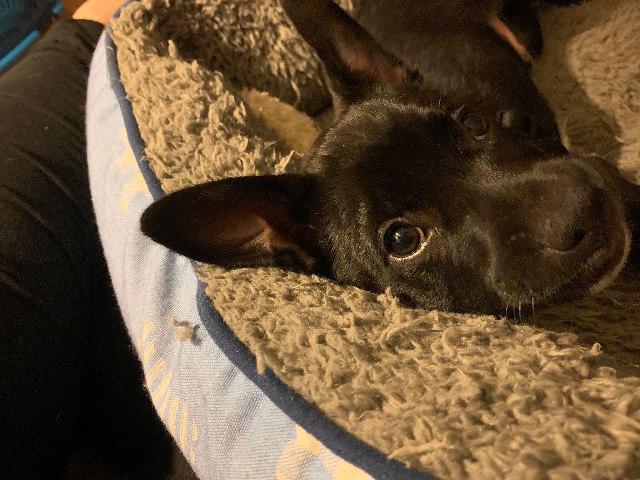 Shadow is registered to the contest to win money with this photo: carnivore, comfort, companion_dog, dog, dog_breed, ear, fawn, felidae, fur, linens, liver, paw, pet_supply, small_to_medium_sized_cats, snout, sporting_group, terrestrial_animal, toy_dog, whiskers, working_animal