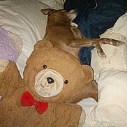 Charlie joined the competition — help win amazing prizes! dog, sleeping, bed, pillow, blanket, teddy_bear, plush_toy, brown_dog, indoor, cozy, resting, stuffed_animal, fabric, soft, relaxation, comfort, animal, home, fur, cushion