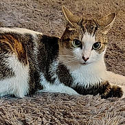 Max joined the competition — help win amazing prizes! animal, cat, close_up, cozy, cute, domestic_cat, ears, feline, fluffy_rug, fur_pattern, green_eyes, indoor, lying_down, paws, pet, relaxed, resting, tabby, whiskers, white_fur