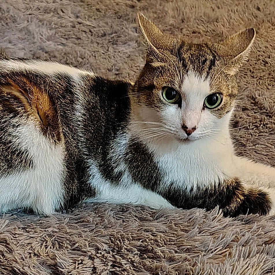 Max joined the competition — help win amazing prizes! animal, cat, close_up, cozy, cute, domestic_cat, ears, feline, fluffy_rug, fur_pattern, green_eyes, indoor, lying_down, paws, pet, relaxed, resting, tabby, whiskers, white_fur