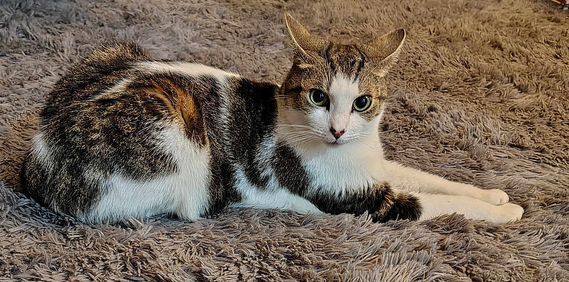 Max joined the competition — help win amazing prizes! animal, cat, close_up, cozy, cute, domestic_cat, ears, feline, fluffy_rug, fur_pattern, green_eyes, indoor, lying_down, paws, pet, relaxed, resting, tabby, whiskers, white_fur