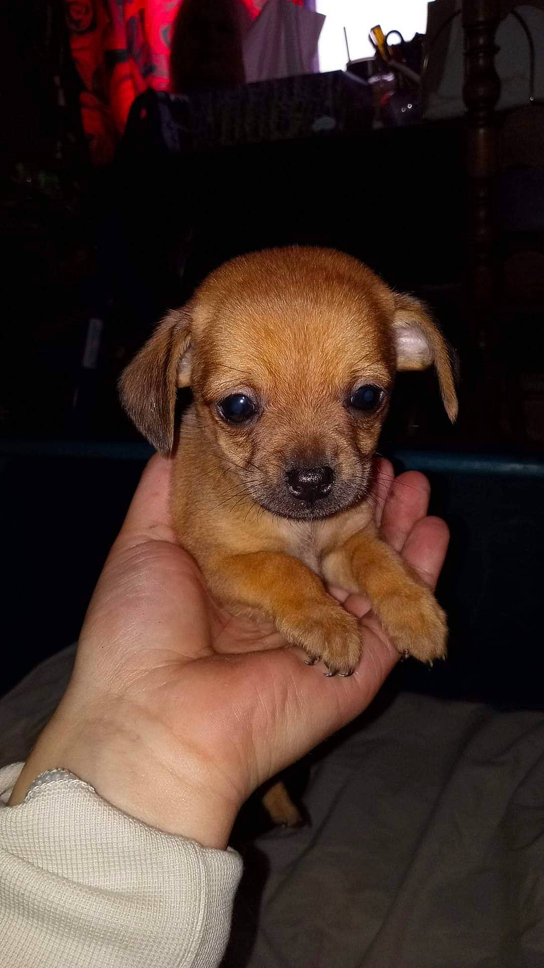 Pepe joined the competition — help win amazing prizes! canidae, carnivore, comfort, companion_dog, dog, dog_breed, fawn, fur, hand, nail, non_sporting_group, paw, puppy, puppy_love, snout, sporting_group, terrestrial_animal, toy_dog, whiskers, working_animal