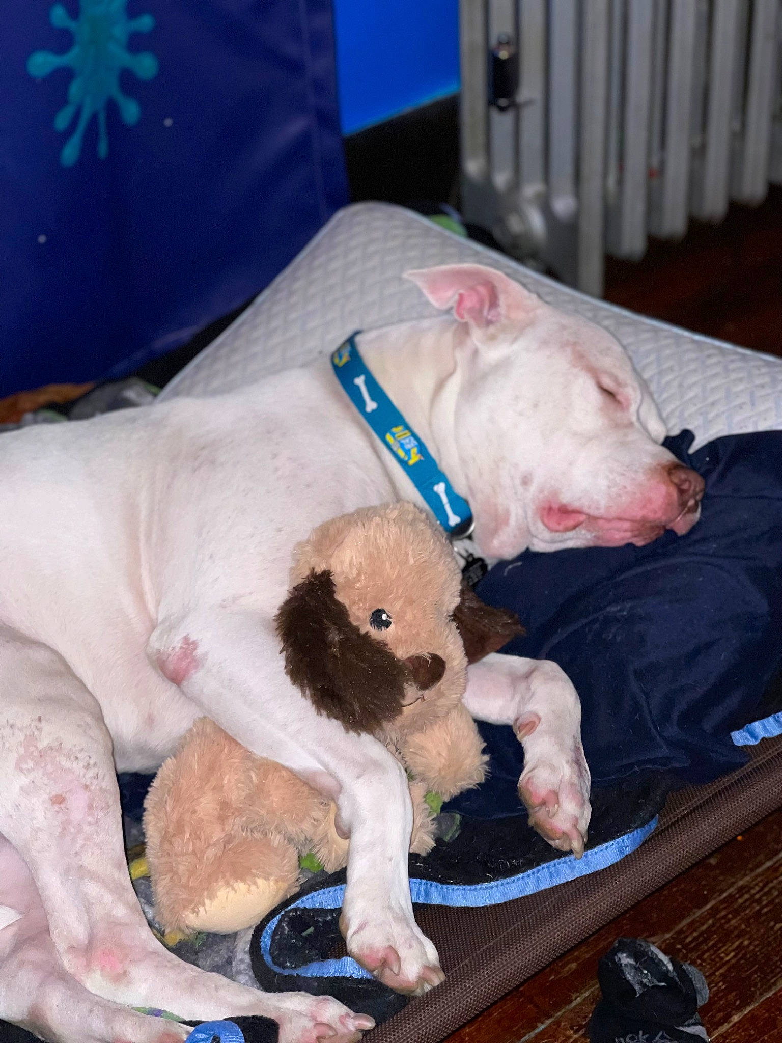 Baymax joined the competition — help win amazing prizes! blue, canidae, carnivore, collar, companion_dog, dog, dog_breed, dog_collar, dog_supply, fawn, fur, non_sporting_group, paw, pet_supply, pink, snout, sporting_group, stuffed_toy, teddy_bear, working_animal