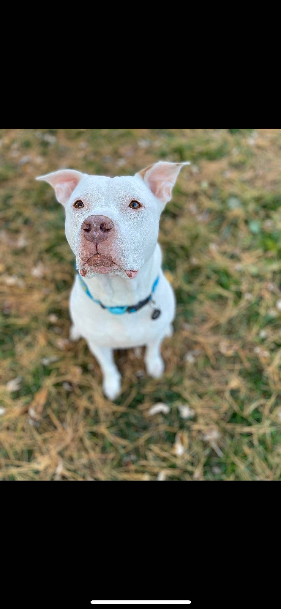 Baymax is registered to the contest to win money with this photo: canidae, carnivore, collar, companion_dog, cordoba_fighting_dog, dog, dog_breed, dog_collar, fawn, grass, non_sporting_group, pet_supply, puppy, snout, sporting_group, terrestrial_animal, working_animal