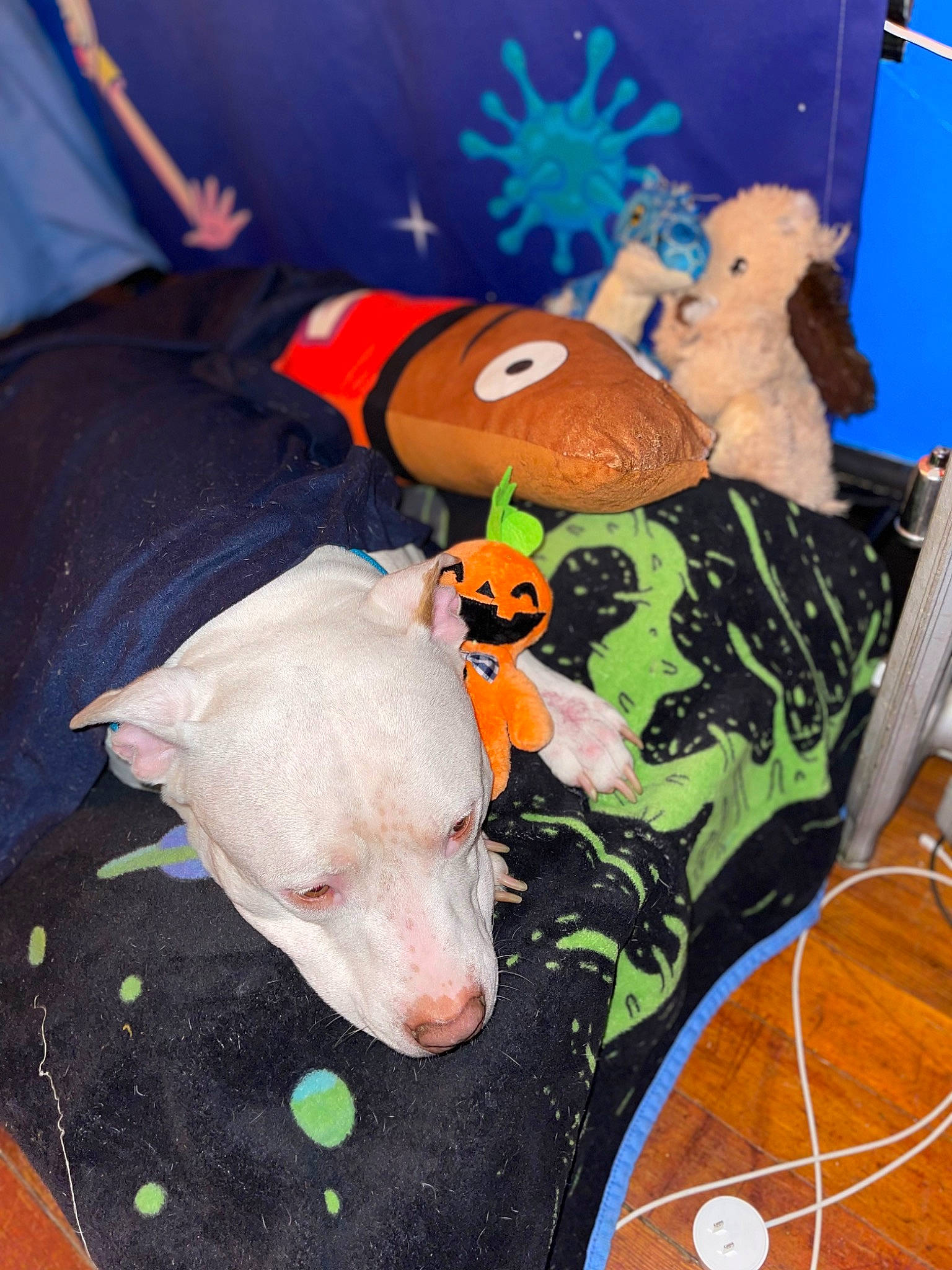 Baymax is registered to the contest to win money with this photo: blue, canidae, carnivore, companion_dog, dog, dog_breed, dog_clothes, dog_supply, fawn, guard_dog, mammal, orange, pet_supply, sporting_group, stuffed_toy, tail, toy, toy_dog, vertebrate, working_animal