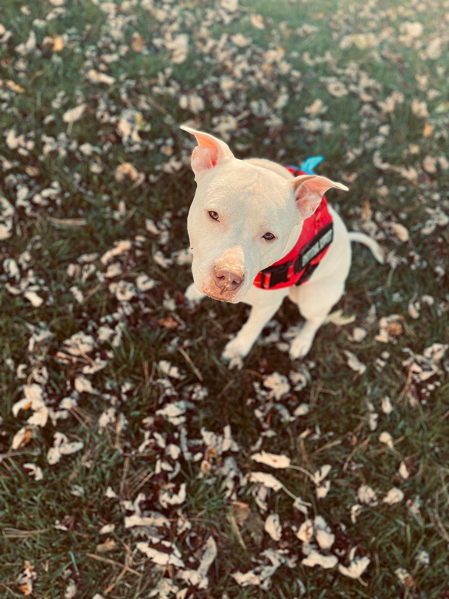 Baymax joined the competition — help win amazing prizes! art, bull_terrier, canidae, companion_dog, dog_breed, field, grass, grassland, groundcover, landscape, liquid, livestock, non_sporting_group, pasture, plant, soil, suidae, tail, terrestrial_animal, working_animal