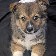 Fe-Fe is registered to the contest to win money with this photo: adorable, animal, canine, closeup, cute, dog, domestic_animal, ears, eyes, face, fluffy, fur, lying_down, mammal, nose, pet, portrait, puppy, whiskers, young