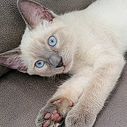 Bluey is registered to the contest to win money with this photo: animal, blue_eyes, cat, close_up, cute, ears, feline, fur, indoor, light_color, looking_at_camera, lying_down, mammal, nose, paw, pet, pink_paw_pads, relaxed, soft_texture, whiskers