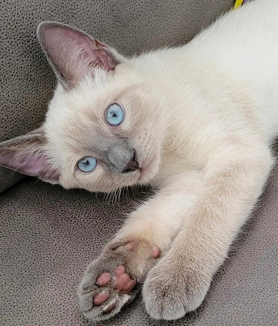 Bluey