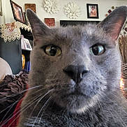 Oreo is registered to the contest to win money with this photo: cat, gray_cat, close_up, whiskers, ears, living_room, couch, decor, picture_frames, flowers, shelf, indoor, pet, feline, fur, nose, eyes, cozy, home, curious