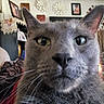 cat, gray_cat, close_up, whiskers, ears, living_room, couch, decor, picture_frames, flowers, shelf, indoor, pet, feline, fur, nose, eyes, cozy, home, curious