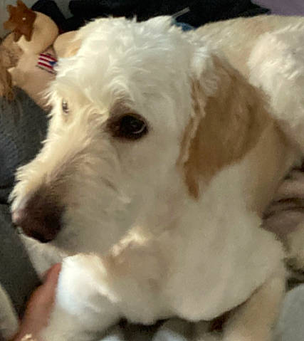 Jordan joined the competition — help win amazing prizes! canidae, carnivore, companion_dog, dog, dog_breed, dog_collar, fur, labradoodle, maltepoo, non_sporting_group, paw, poodle, small_terrier, snout, sporting_group, terrier, toy_dog, water_dog, whiskers, working_animal