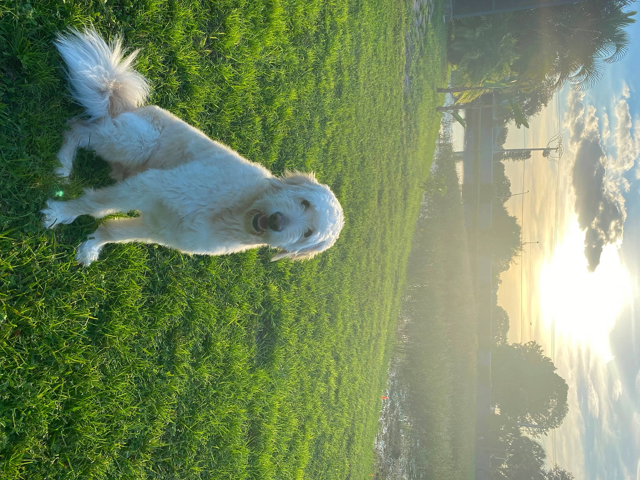 Jordan joined the competition — help win amazing prizes! azure, canidae, cloud, companion_dog, dog_breed, grass, grassland, green, house, lake, landscape, light, natural_landscape, plant, sky, sporting_group, tail, tree, water, water_feature