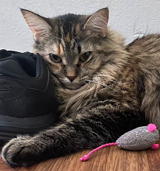 Remy joined the competition — help win amazing prizes! carnivore, cat, claw, comfort, domestic_short_haired_cat, felidae, foot, fur, grey, lap, mammal, nap, paw, sitting, small_to_medium_sized_cats, snout, tail, vertebrate, whiskers