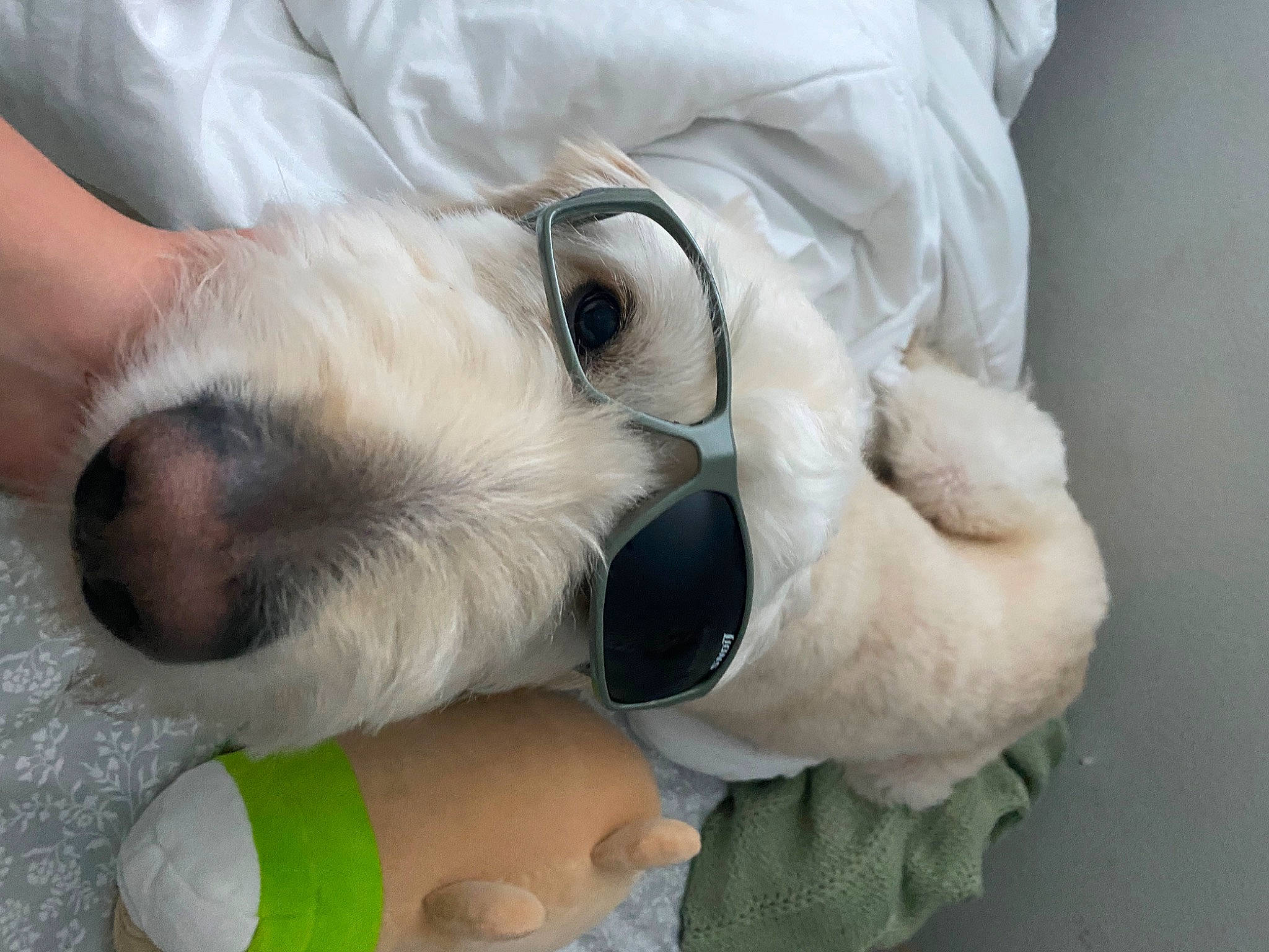 Jordan joined the competition — help win amazing prizes! canidae, carnivore, comfort, companion_dog, dog, dog_breed, dog_toy, fawn, fur, non_sporting_group, paw, plush, sporting_group, stuffed_toy, terrestrial_animal, toy, toy_dog, working_animal, wrinkle