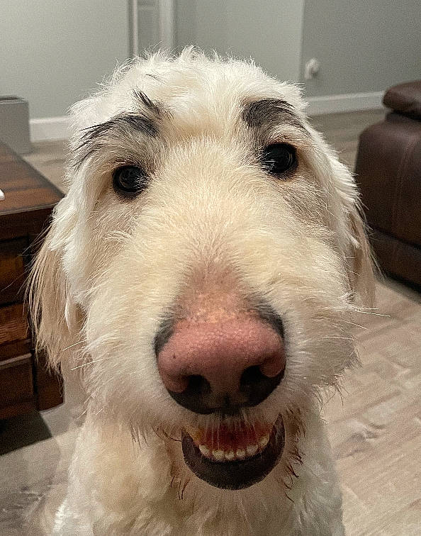 Jordan joined the competition — help win amazing prizes! canidae, carnivore, companion_dog, dog, dog_breed, ear, flooring, fur, snout, sporting_group, terrestrial_animal, working_animal