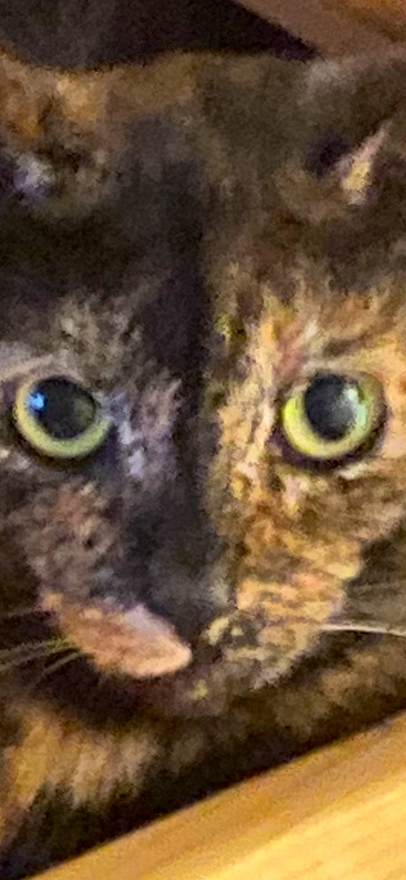 Luna joined the competition — help win amazing prizes! art, carnivore, cat, close_up, drawing, felidae, fur, grass, illustration, iris, macro_photography, mammal, organism, painting, small_to_medium_sized_cats, snout, terrestrial_animal, visual_arts, whiskers, wildlife