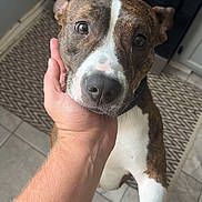 Ragu is registered to the contest to win money with this photo: affectionate, animal, brindle, canine, close_up, companion, curious, dog, domestic, floor, friendly, hand, indoor, kitchen, oven, pet, rug, stove, tile, white