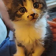 Pixel a rejoint le concours — aidez-le/la à gagner de superbes lots ! kitten, cat, furry, cute, indoor, pet, animal, small, young, curious, soft, white, gray, tabby, closeup, portrait, fluffy, whiskers, sitting, adorable