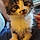 Pixel