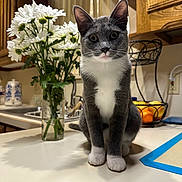 Shadow joined the competition — help win amazing prizes! cat, closeup, curious, daisies, domestic_cat, flowers, fruit_basket, gray_cat, home, houseplant, indoor, kitchen_counter, lemons, oranges, pet, sitting, table, vase, white_paws, wooden_cabinets