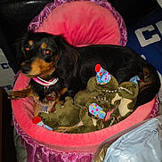 Mary Mary joined the competition — help win amazing prizes! dog, bed, pink, plush_toys, dinosaur, party_hat, black_dog, tan_dog, pet_bed, indoor, frilly, stuffed_animals, toy, collar, animal, cute, pet, furniture, relaxing, celebration