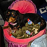 dog, bed, pink, plush_toys, dinosaur, party_hat, black_dog, tan_dog, pet_bed, indoor, frilly, stuffed_animals, toy, collar, animal, cute, pet, furniture, relaxing, celebration