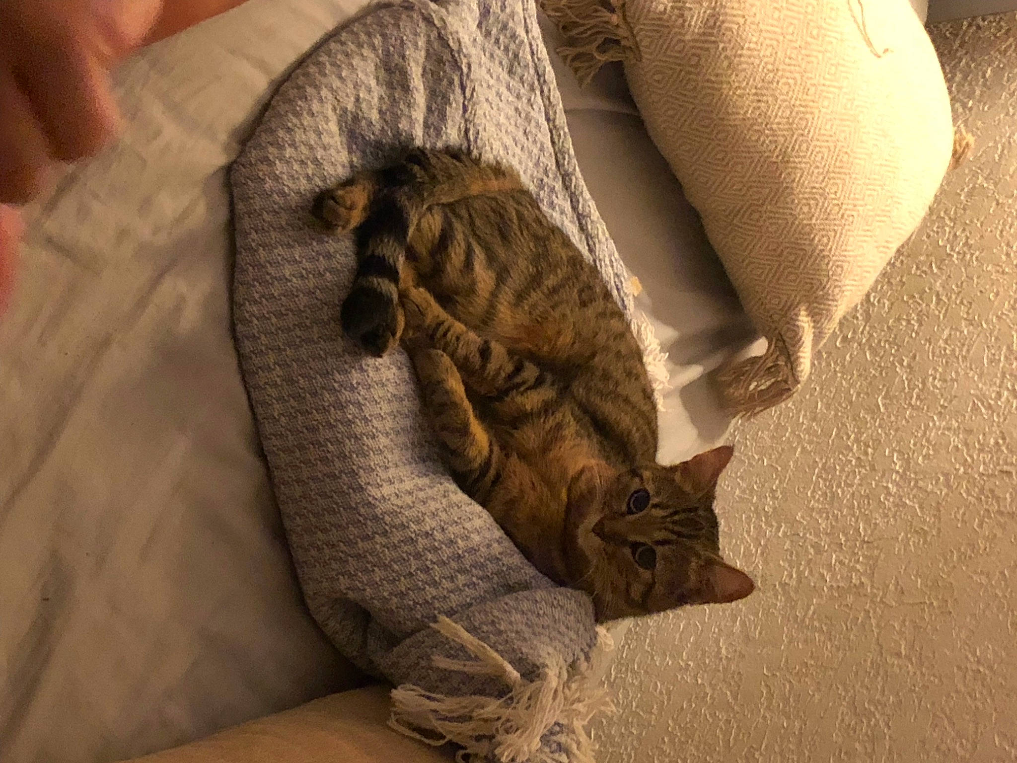 Bloom participe au concours pour gagner de l'argent avec cette photo : bedding, cat, comfort, domestic_short_haired_cat, fawn, felidae, finger, flooring, fur, grey, human_leg, linens, paw, reptile, room, small_to_medium_sized_cats, tail, terrestrial_animal, whiskers, wood