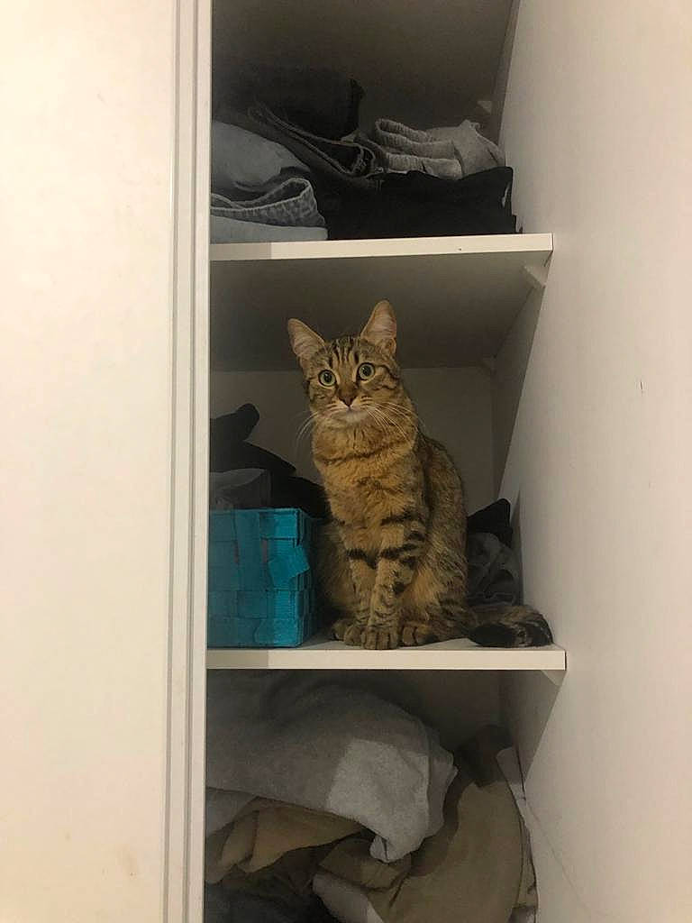 Bloom a rejoint le concours — aidez-le/la à gagner de superbes lots ! carnivore, cat, cat_supply, door, felidae, grey, room, shelf, shelving, small_to_medium_sized_cats, whiskers, wood