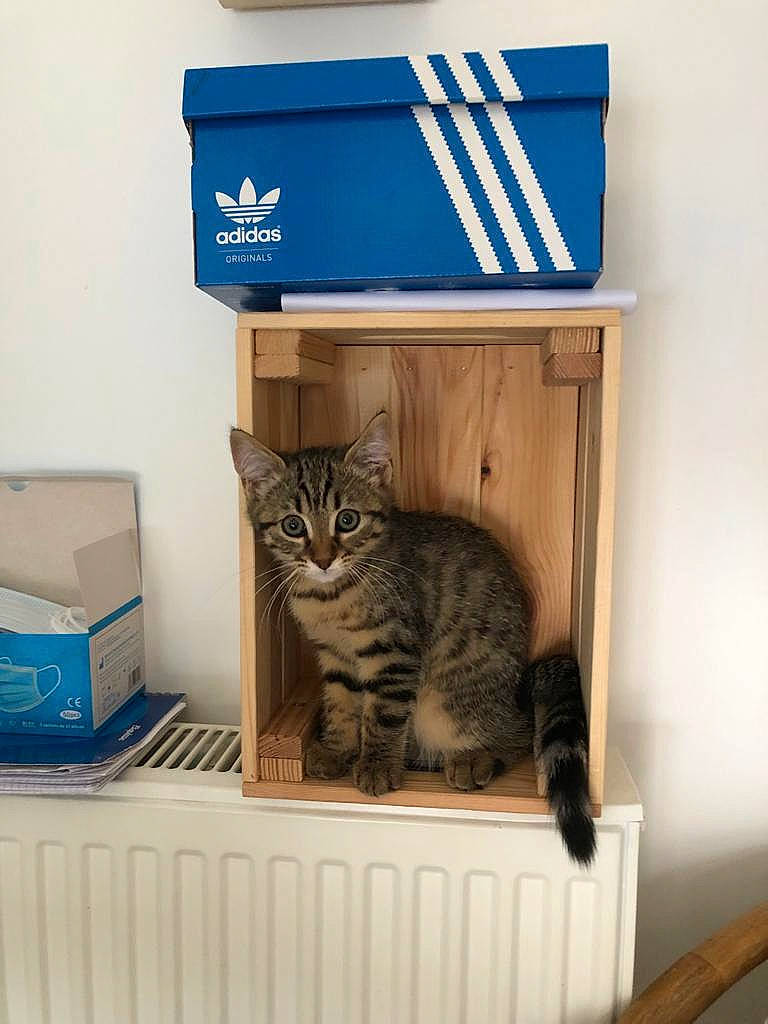 Bloom participe au concours pour gagner de l'argent avec cette photo : box, cardboard, carnivore, carton, cat, cat_supply, domestic_short_haired_cat, felidae, hardwood, major_appliance, packaging_and_labeling, pet_supply, rectangle, room, shelf, shelving, shipping_box, small_to_medium_sized_cats, whiskers, wood