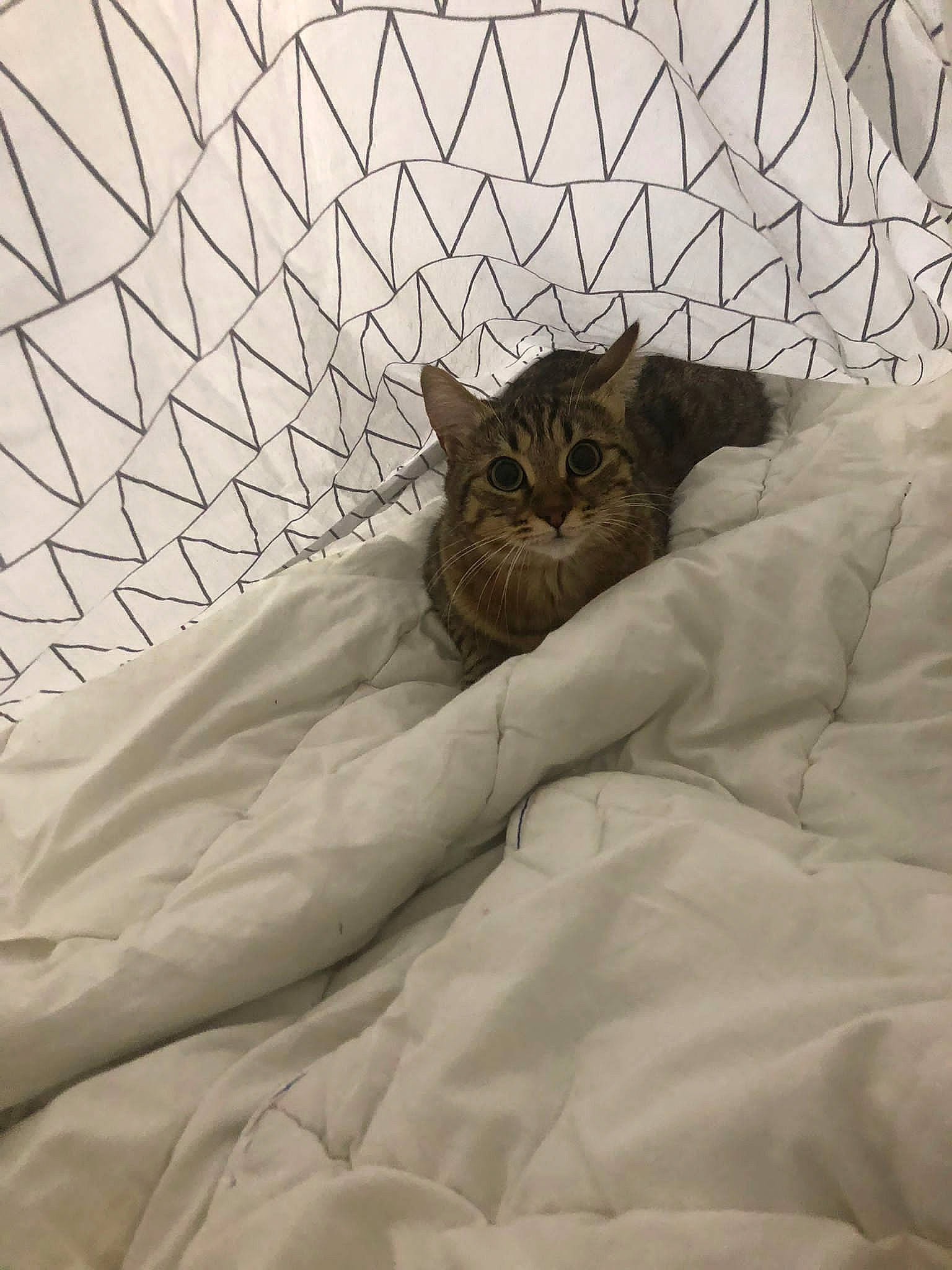 Bloom a rejoint le concours — aidez-le/la à gagner de superbes lots ! bed, bedding, bedroom, carnivore, cat, comfort, domestic_short_haired_cat, duvet, felidae, flooring, fur, grey, house, linens, pattern, room, small_to_medium_sized_cats, terrestrial_animal, textile, whiskers