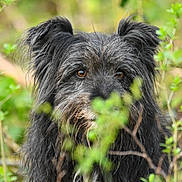 Ola participe au concours pour gagner de l'argent avec cette photo : dog, animal, black_dog, fur, ears, brown_eyes, outdoor, greenery, leaves, nature, forest, portrait, scruffy, curious, pet, muzzle, whiskers, canine, wild, closeup