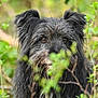 dog, animal, black_dog, fur, ears, brown_eyes, outdoor, greenery, leaves, nature, forest, portrait, scruffy, curious, pet, muzzle, whiskers, canine, wild, closeup