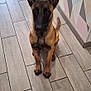 accessories, animal, bag, canine, dog, flagstone, germanshepherd, handbag, hardwood, homedecor, indoors, interiordesign, path, pet, policedog, puppy, rug, tile, walkway, wood