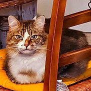 Kitkat participe au concours pour gagner de l'argent avec cette photo : animal, cat, chair, companion, cozy, cushion, cute, domestic_animal, feline, fur, household, indoor, mammal, pet, relaxed, resting, sleeping, tabby, wood, yellow