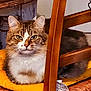 animal, cat, chair, companion, cozy, cushion, cute, domestic_animal, feline, fur, household, indoor, mammal, pet, relaxed, resting, sleeping, tabby, wood, yellow