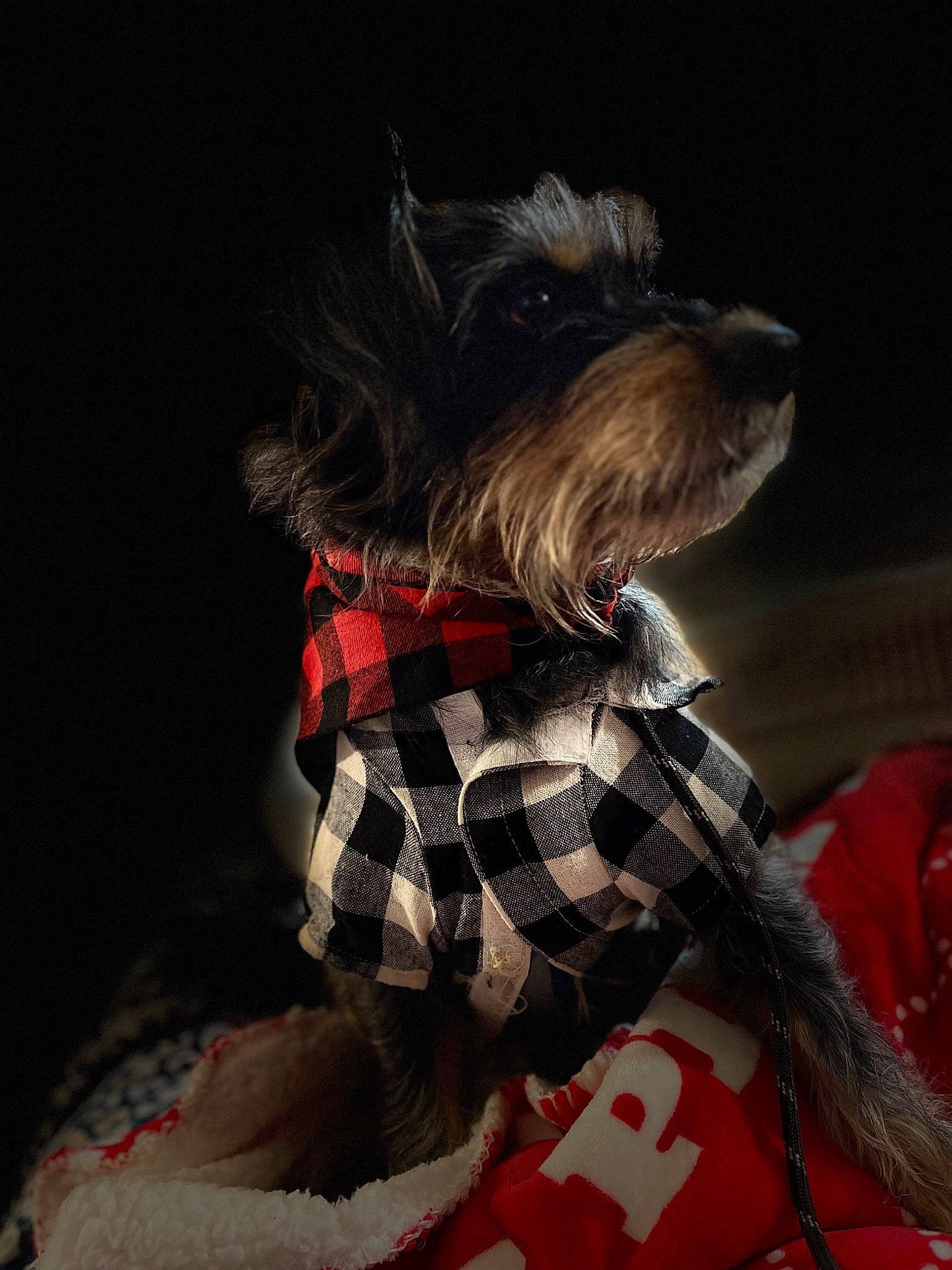 Charlie is registered to the contest to win money with this photo: carnivore, collar, companion_dog, dog, dog_breed, dog_clothes, dog_collar, dog_supply, fashion_accessory, pattern, pet_supply, plaid, small_terrier, snout, tartan, terrier, toy, toy_dog, water_dog, working_animal