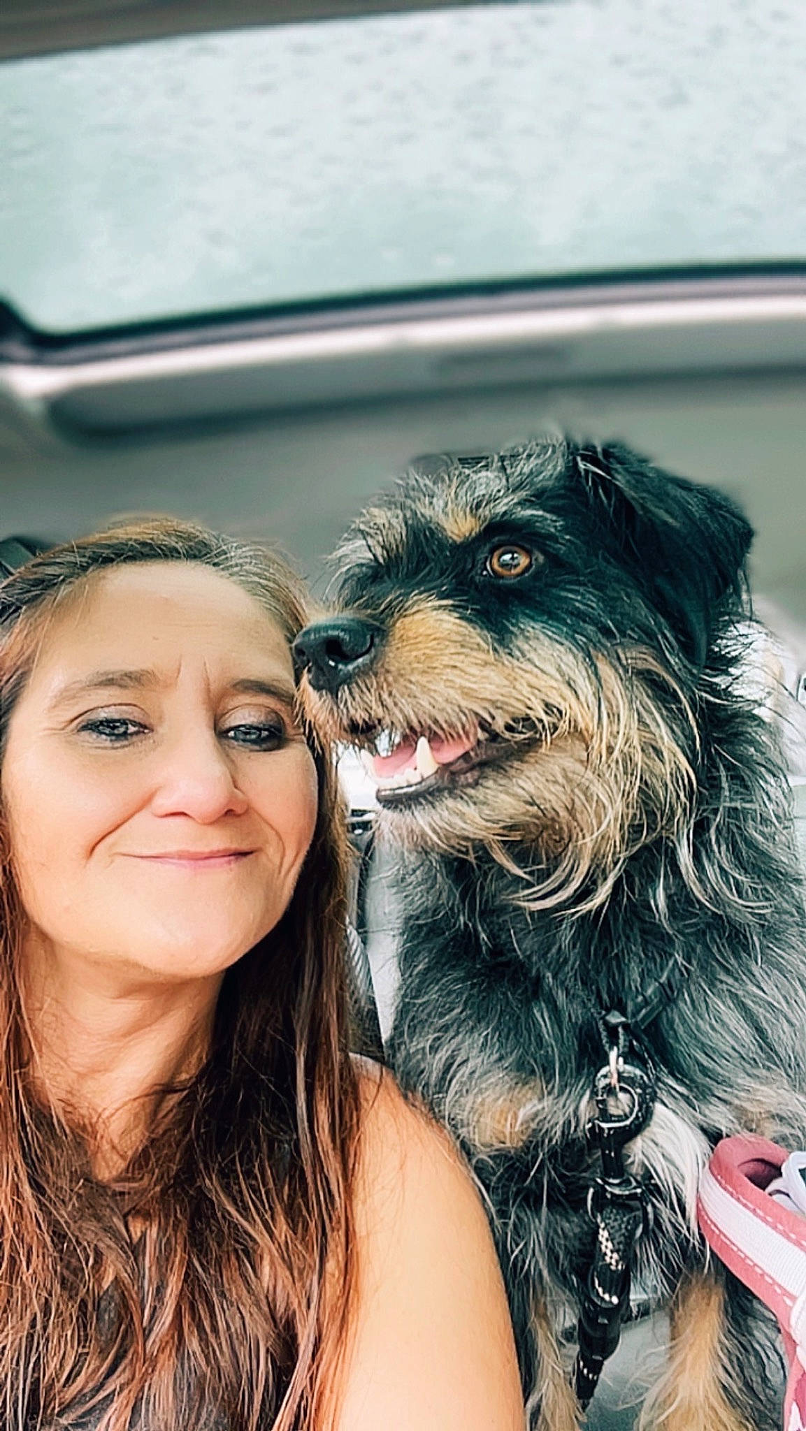 Charlie joined the competition — help win amazing prizes! black_hair, canidae, carnivore, companion_dog, dog, dog_breed, ear, eyelash, flash_photography, fur, happy, liver, love, small_terrier, smile, snout, sporting_group, terrier, toy_dog, working_dog