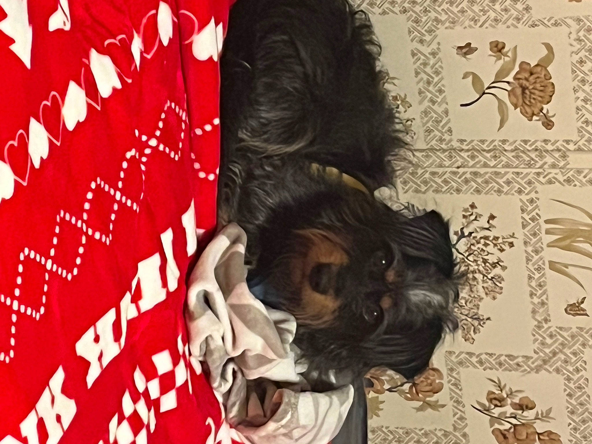 Charlie is registered to the contest to win money with this photo: advertising, art, brand, carmine, companion_dog, event, fictional_character, font, graphic_design, graphics, illustration, paper, paper_product, pattern, poster, visual_arts