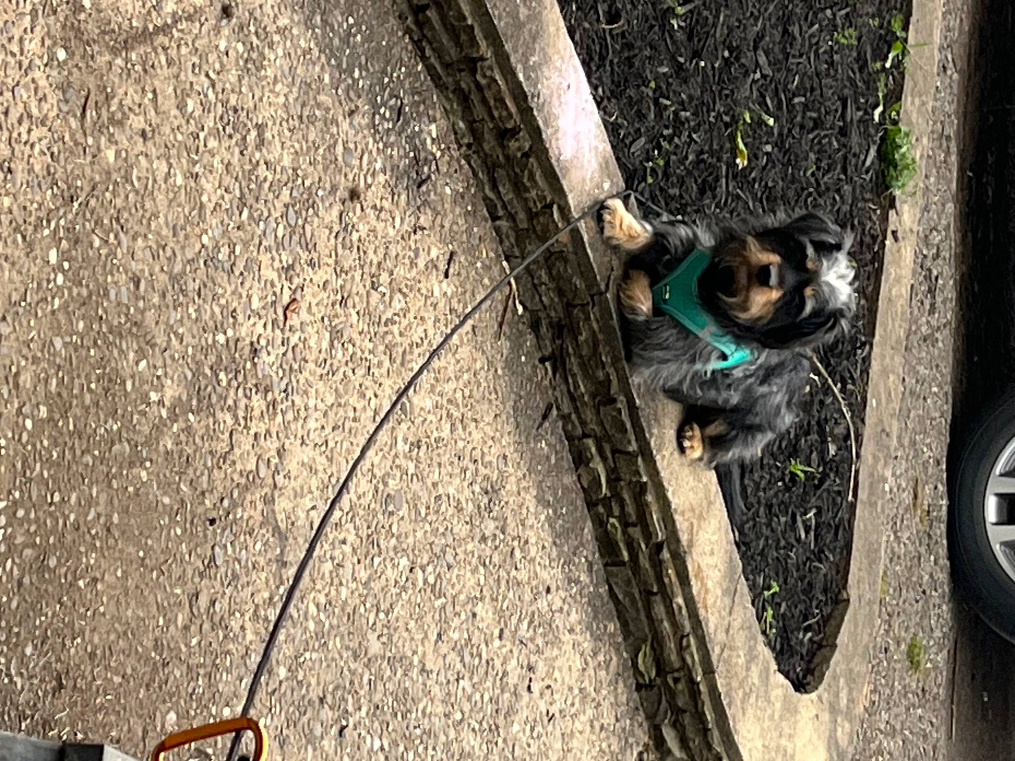 Charlie is registered to the contest to win money with this photo: asphalt, automotive_tire, bicycle_accessory, bicycle_fork, bicycle_part, bicycle_tire, bicycle_wheel, carnivore, dog, fender, grass, rim, road_surface, sidewalk, snout, tints_and_shades, tire, vehicle, wheel, wood