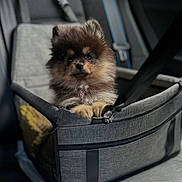 Alvin a rejoint le concours — aidez-le/la à gagner de superbes lots ! dog, puppy, fluffy, pet_carrier, gray, car_interior, seatbelt, small_dog, cute, animal, travel, indoor, brown, black, fur, sitting, face, paws, leash, resting