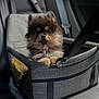 dog, puppy, fluffy, pet_carrier, gray, car_interior, seatbelt, small_dog, cute, animal, travel, indoor, brown, black, fur, sitting, face, paws, leash, resting
