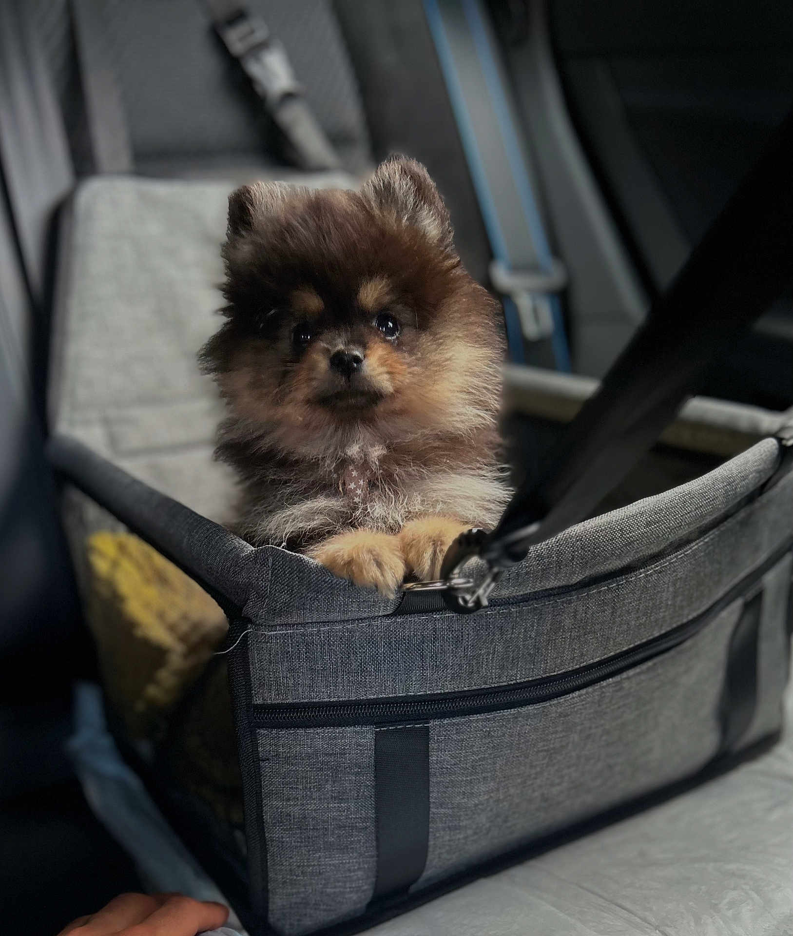 Alvin a rejoint le concours — aidez-le/la à gagner de superbes lots ! dog, puppy, fluffy, pet_carrier, gray, car_interior, seatbelt, small_dog, cute, animal, travel, indoor, brown, black, fur, sitting, face, paws, leash, resting