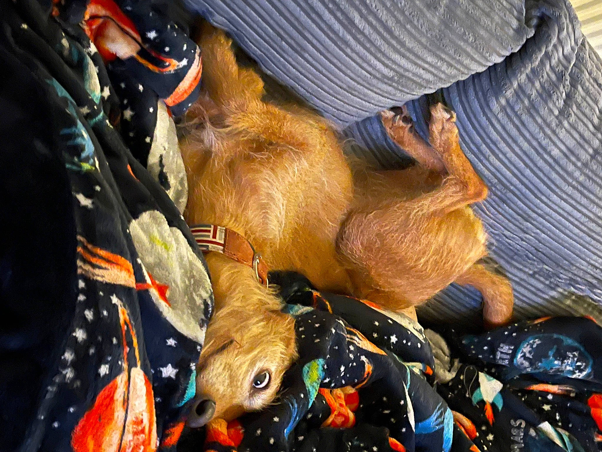 Tilly joined the competition — help win amazing prizes! canidae, carnivore, companion_dog, dog, dog_breed, fawn, fur, hat, human_leg, livestock, recreation, snout, sporting_group, terrestrial_animal, wildlife, working_animal