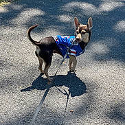 Versace joined the competition — help win amazing prizes! animal, black_and_tan, blue_jersey, canine, curious, daylight, dog, ears_up, grass, leash, looking_back, nature, outdoor, pavement, pet, road, shadow, small_dog, sunlight, walking