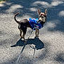 animal, black_and_tan, blue_jersey, canine, curious, daylight, dog, ears_up, grass, leash, looking_back, nature, outdoor, pavement, pet, road, shadow, small_dog, sunlight, walking