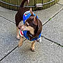 Versace is registered to the contest to win money with this photo: alert, animal, blue_jersey, brown_dog, canine, collar, concrete, curious, daylight, dog, ears_up, greenery, outdoor, pavement, pet, side_view, small_dog, tags, tail_curled, wooden_planter