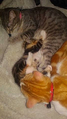 Les Pet Coeurs participe au concours pour gagner de l'argent avec cette photo : american_shorthair, arabian_mau, carnivore, cat, claw, domestic_short_haired_cat, egyptian_mau, european_shorthair, fawn, felidae, german_rex, kitten, ocicat, paw, polydactyl_cat, small_to_medium_sized_cats, tabby_cat, whiskers