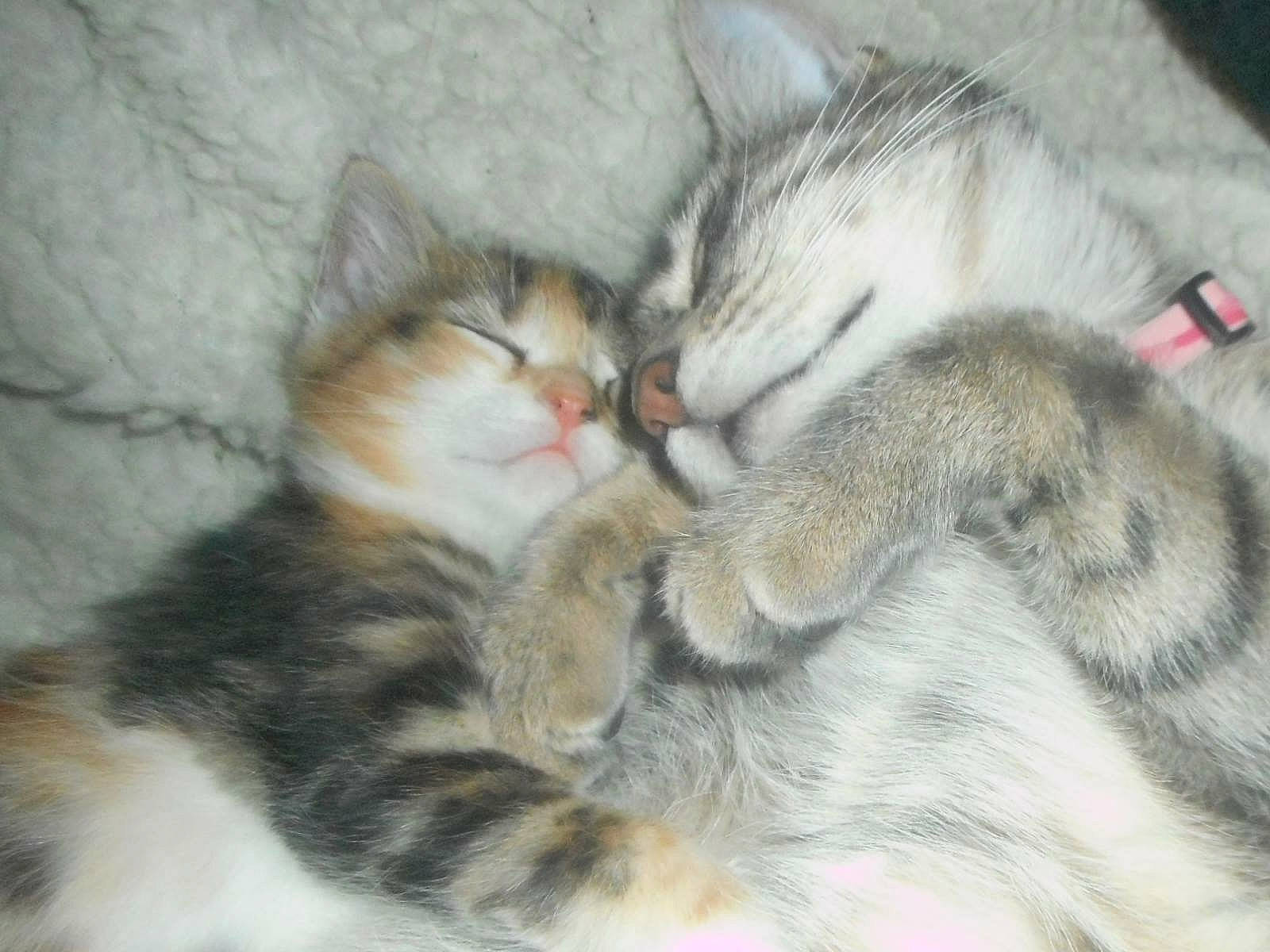 Les Pet Coeurs participe au concours pour gagner de l'argent avec cette photo : aegean_cat, asian, carnivore, cat, domestic_short_haired_cat, european_shorthair, felidae, fur, kitten, mammal, nap, norwegian_forest_cat, polydactyl_cat, siberian, singapura, sleep, small_to_medium_sized_cats, tabby_cat, vertebrate, whiskers