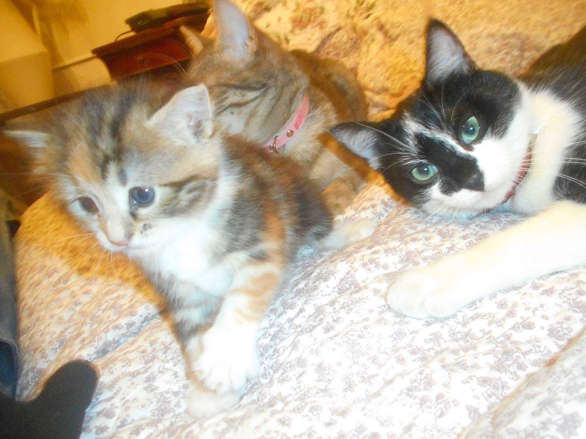 Les Pet Coeurs participe au concours pour gagner de l'argent avec cette photo : aegean_cat, american_wirehair, asian, carnivore, cat, cymric, domestic_short_haired_cat, european_shorthair, fawn, felidae, kitten, mammal, norwegian_forest_cat, ojos_azules, polydactyl_cat, small_to_medium_sized_cats, tail, vertebrate, whiskers